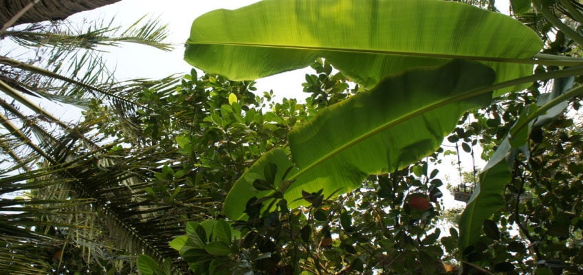 Spaziergang durch vietnamesisches Dorf