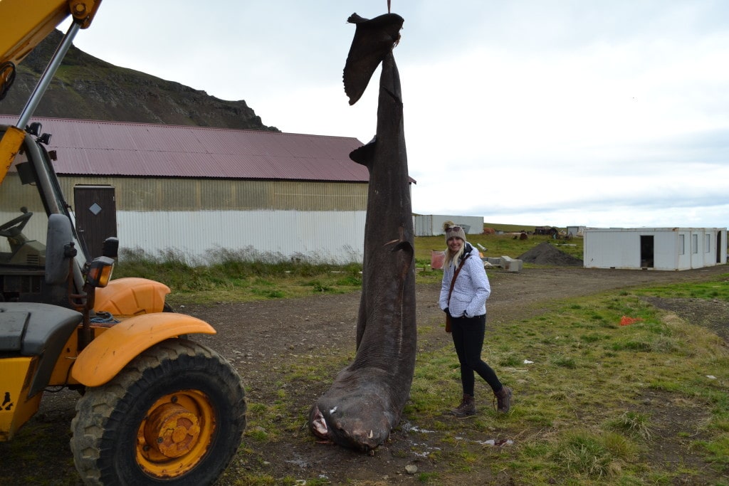 Grönlandhai in Bjarnarhöfn 