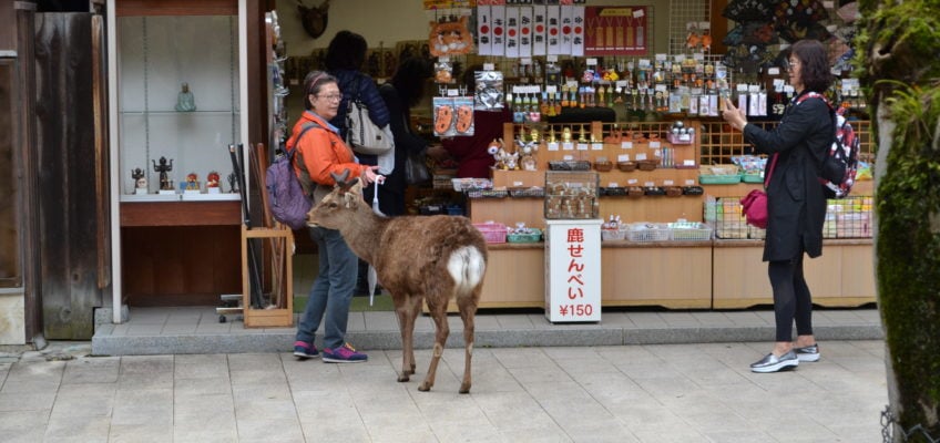 Hirsch in Nara