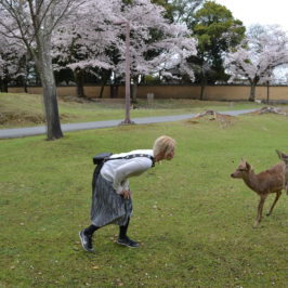 Nara: Hirsche, Shabu Shabu und Mochi