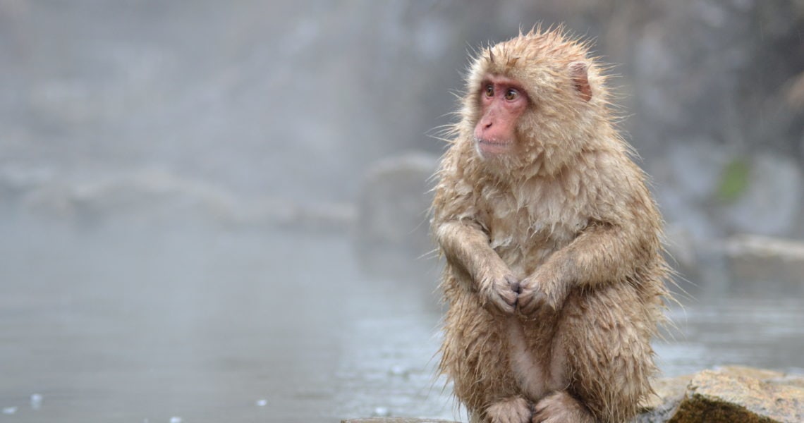 Jigokudani – wo wilde Affen in heißen Quellen baden