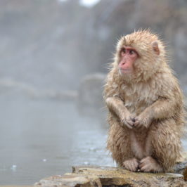 Jigokudani – wo wilde Affen in heißen Quellen baden