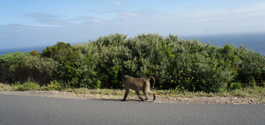 Kap der guten Hoffnung