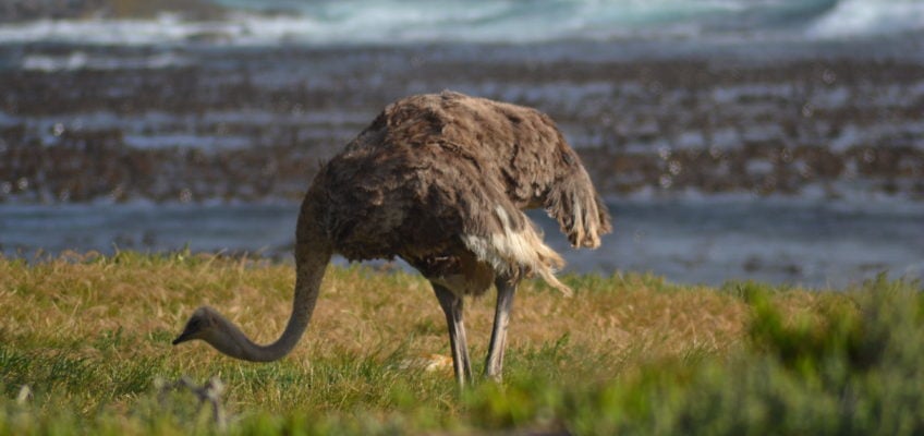 Kap der guten Hoffnung